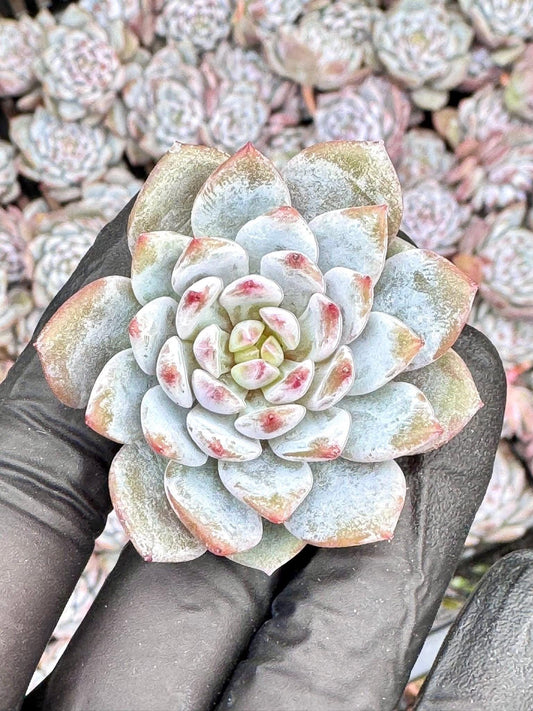 Echeveria Lotus Blossom (5pcs) | Rare Imported Echeveria | Imported Plants