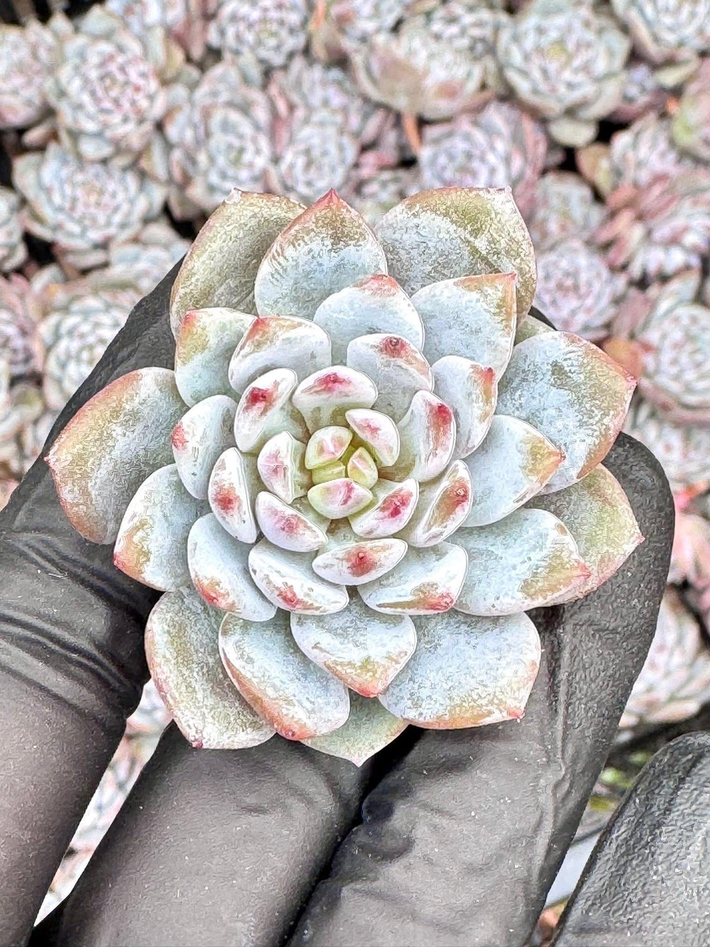 Echeveria Lotus Blossom (5pcs) | Live Succulent Plant | Korean Succulent | Rare Imported Echeveria | Imported Plants
