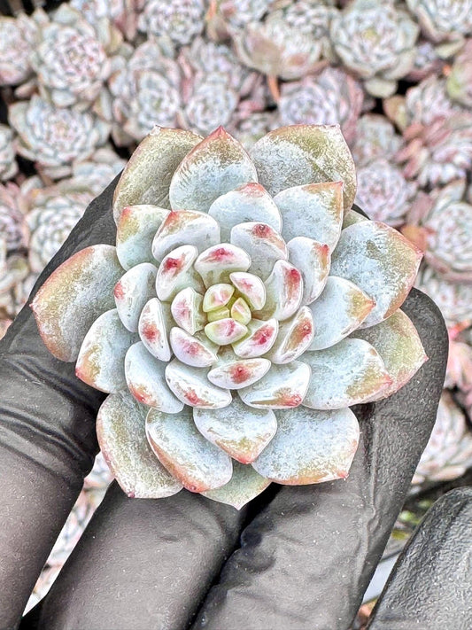 Echeveria Lotus Blossom (5pcs) | Live Succulent Plant | Korean Succulent | Rare Imported Echeveria | Imported Plants