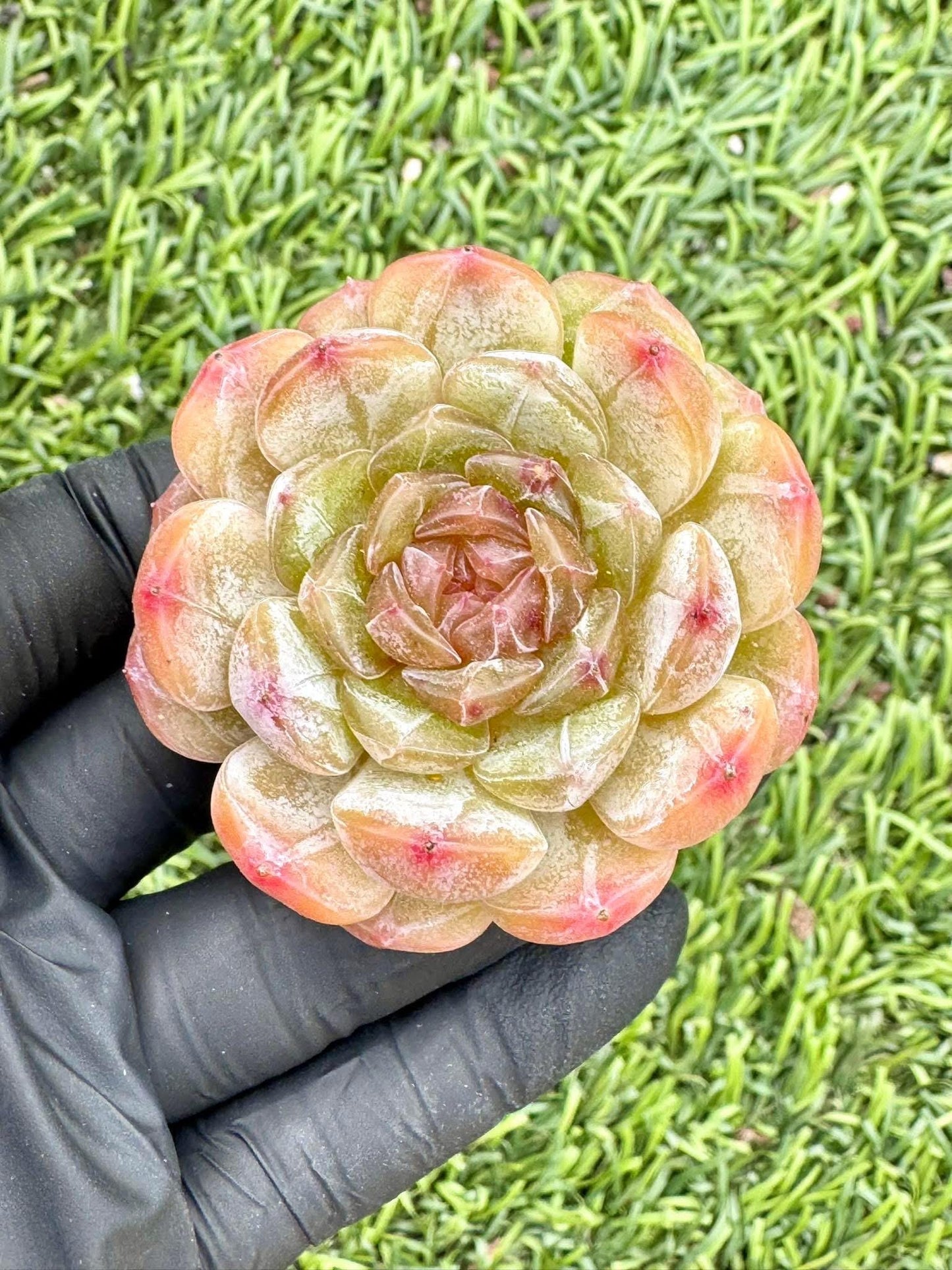 Echeveria White Lover | Live Succulent Plant | Korean Succulent | Variegated Echeveria | Imported Plants