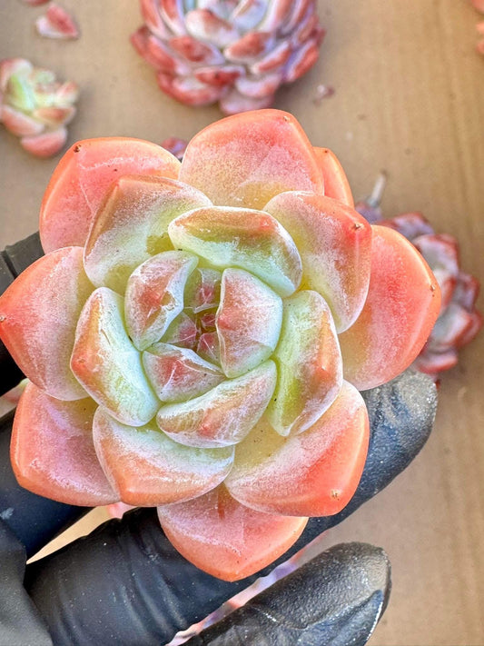 Echeveria Snow Tower | Live Succulent Plant | Korean Succulent | Rare Imported Echeveria | Imported Plants