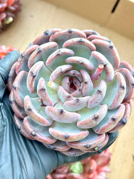 Echeveria Purple Altar | Live Succulent Plant | Korean Succulent | Rare Imported Echeveria | Imported Plants