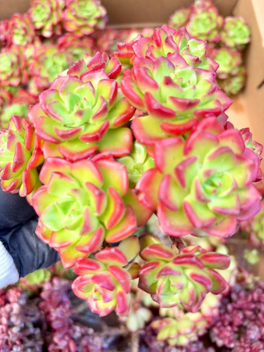 Echeveria Red Lantern | Live Succulent Plant | Korean Succulent | Variegated Echeveria | Imported Plants | Echeveria Clusters