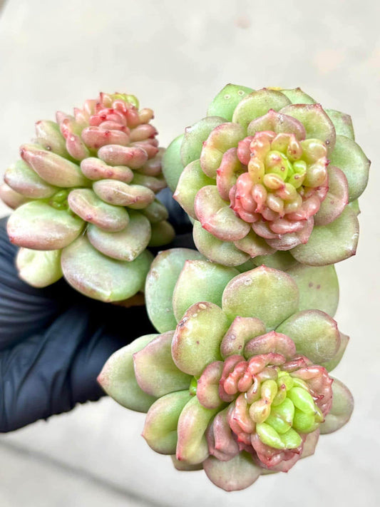Echeveria Apple Blossom | Live Succulent Plant | Korean Succulent | Rare Imported Echeveria | Imported Plants