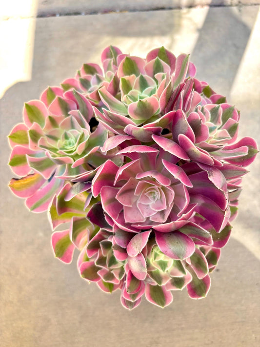 Aeonium Loki x Pink Witch Variegated | Live Succulent Plant | Korean Succulent | Rare Imported Echeveria | Imported Plants