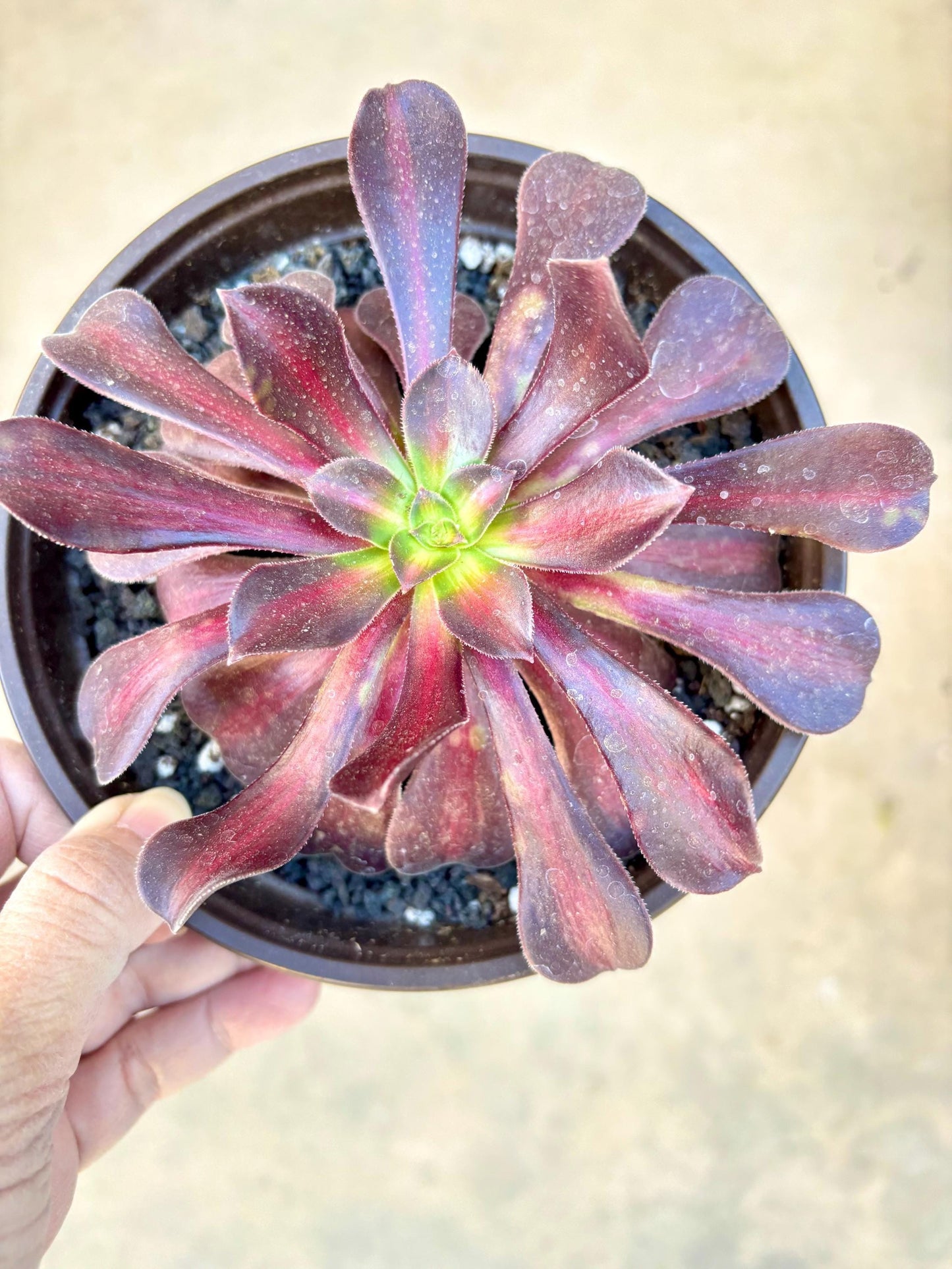 Aeonium Afterglow | Live Succulent Plant | Rare Imported Aeonium | Imported Plants