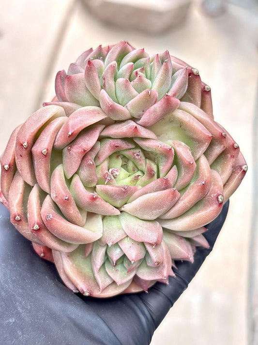 Echeveria Pineapple Orange | Live Succulent Plant | Echeveria Cluster | Rare Imported Echeveria | Imported Plants