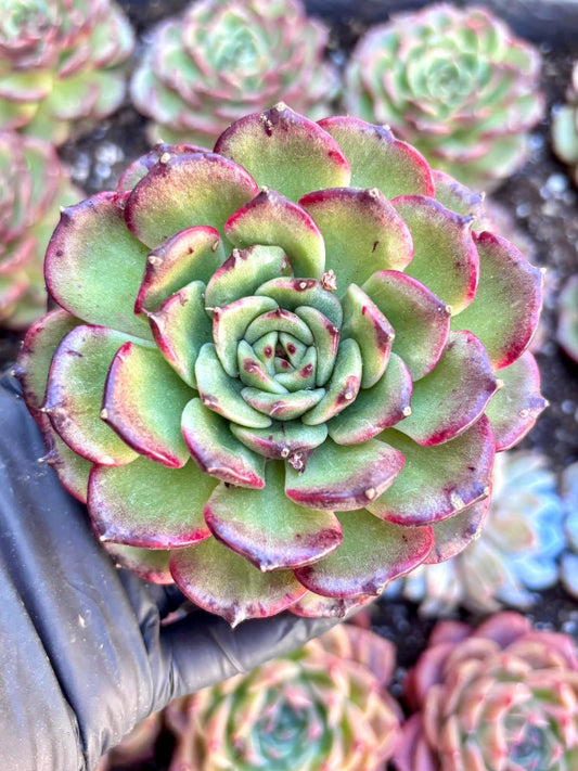 Echeveria Black Rose Hybrid | Live Succulent Plant | Korean Succulent | Rare Imported Echeveria | Imported Plants