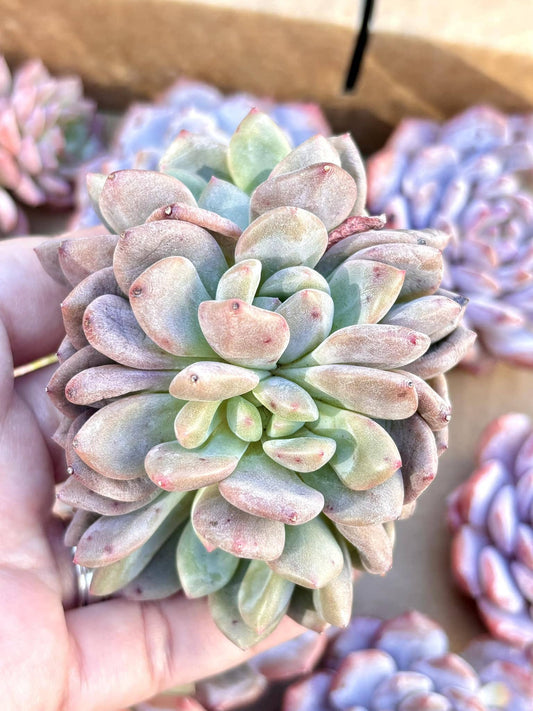 Echeveria Ice Snow | Live Succulent Plant | Korean Succulent | Rare Imported Echeveria | Imported Plants