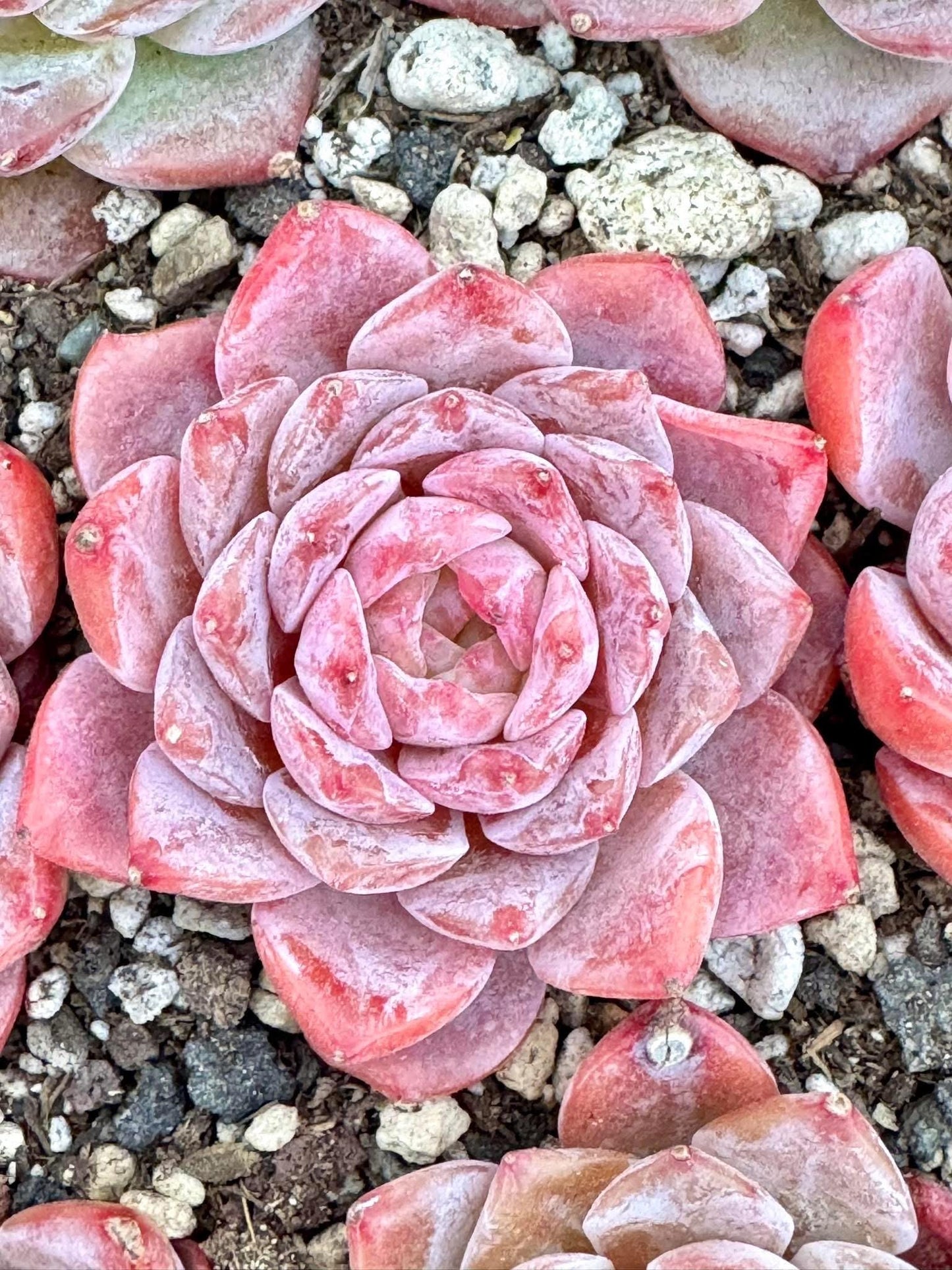 Echeveria Amazing Grace | Live Succulent Plant | Korean Succulent | Variegated Echeveria | Imported Plants