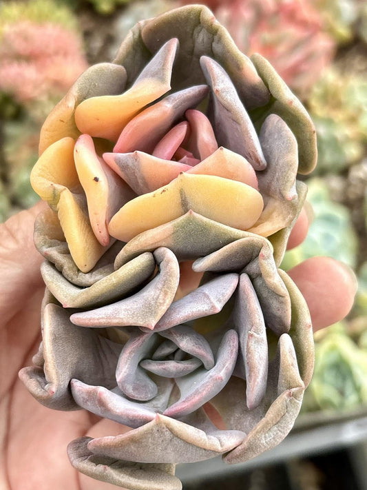 Echeveria Cubic Frost Variegated | Live Succulent Plant | Korean Succulent | Variegated Echeveria | Imported Plants | Echeveria Clusters