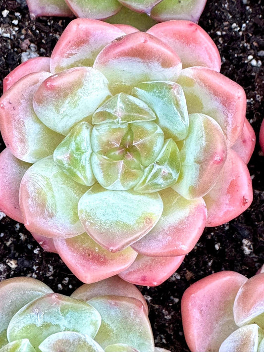 Echeveria Cherry Blossom Snow | Live Succulent Plant | Korean Succulent | Variegated Echeveria | Imported Plants
