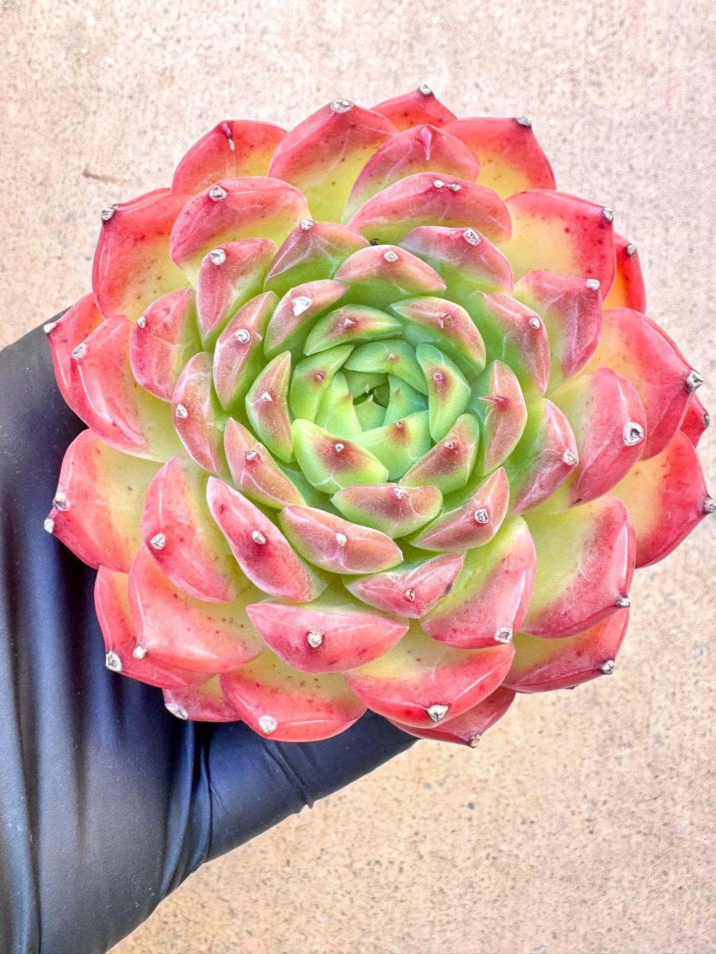 Echeveria Strawberry Balls | Live Succulent Plant | Korean Succulent | Variegated Pachyveria | Imported Plants