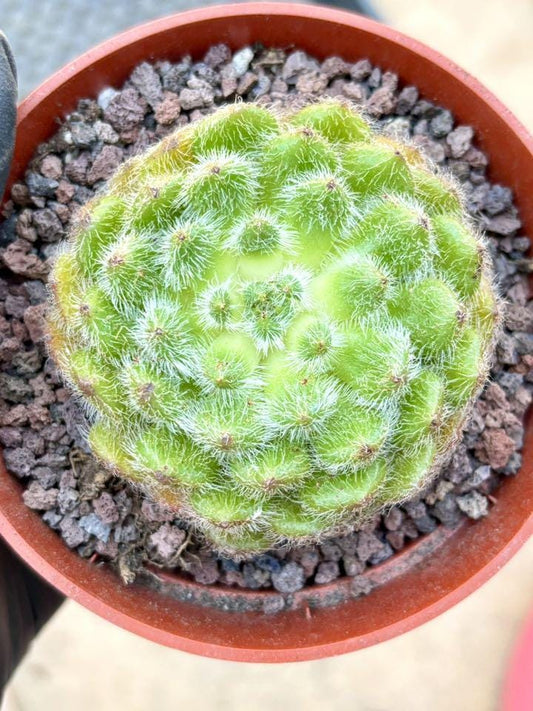 Echeveria Golden Fruit | Live Succulent Plant | Korean Succulent | Rare Imported Echeveria | Imported Plants