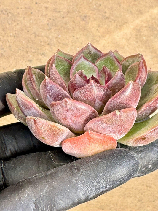 Echeveria Blueberry | Live Succulent Plant | Korean Succulent | Rare Imported Echeveria | Imported Plants
