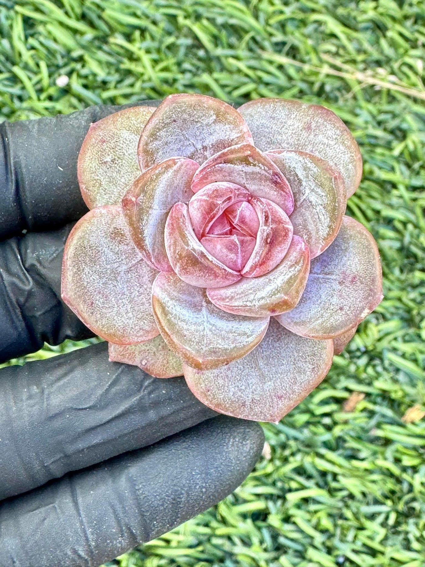 Echeveria Purple Mirror | Live Succulent Plant | Korean Succulent | Variegated Echeveria | Imported Plants
