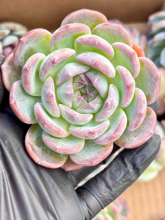 Echeveria Blue Iris | Live Succulent Plant | Korean Succulent | Rare Imported Echeveria | Imported Plants