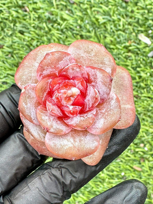 Echeveria Moon Rabbit | Live Succulent Plant | Korean Succulent | Variegated Echeveria | Imported Plants