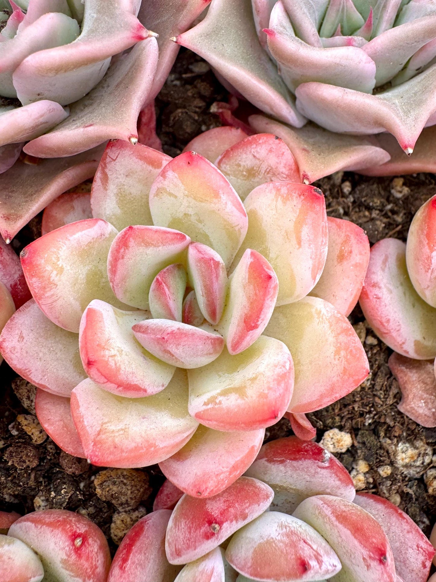 Echeveria Queen Sasa | Live Succulent Plant | Korean Succulent