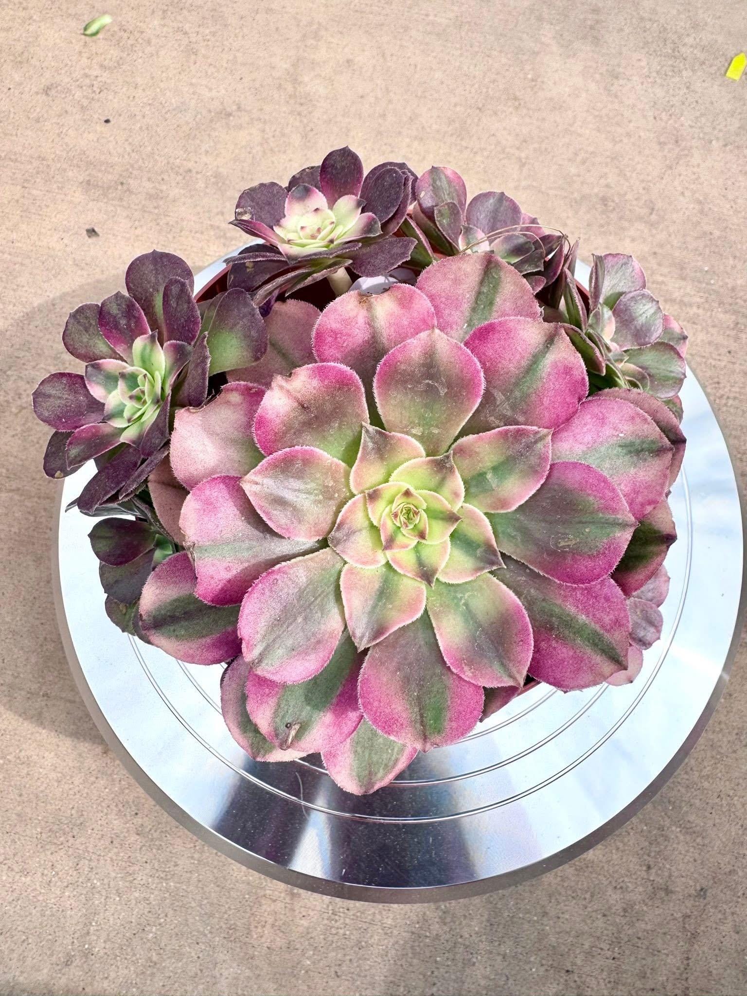 succulent strawberry Aeonium Strawberry Variegated | Live Succulent Plant | Korean Succulent | Rare Imported Echeveria