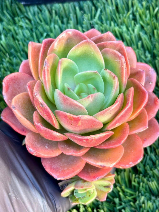Echeveria Holiday Princess | Live Succulent Plant | Korean Succulent | Rare Imported Echeveria | Imported Plants