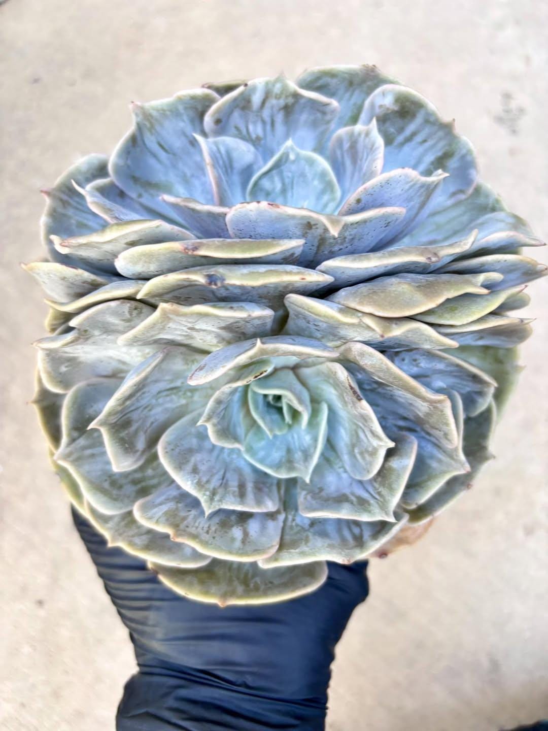Echeveria Lilacina Marble | Live Succulent Plant | Korean Succulent | Rare Imported Echeveria | Imported Plants