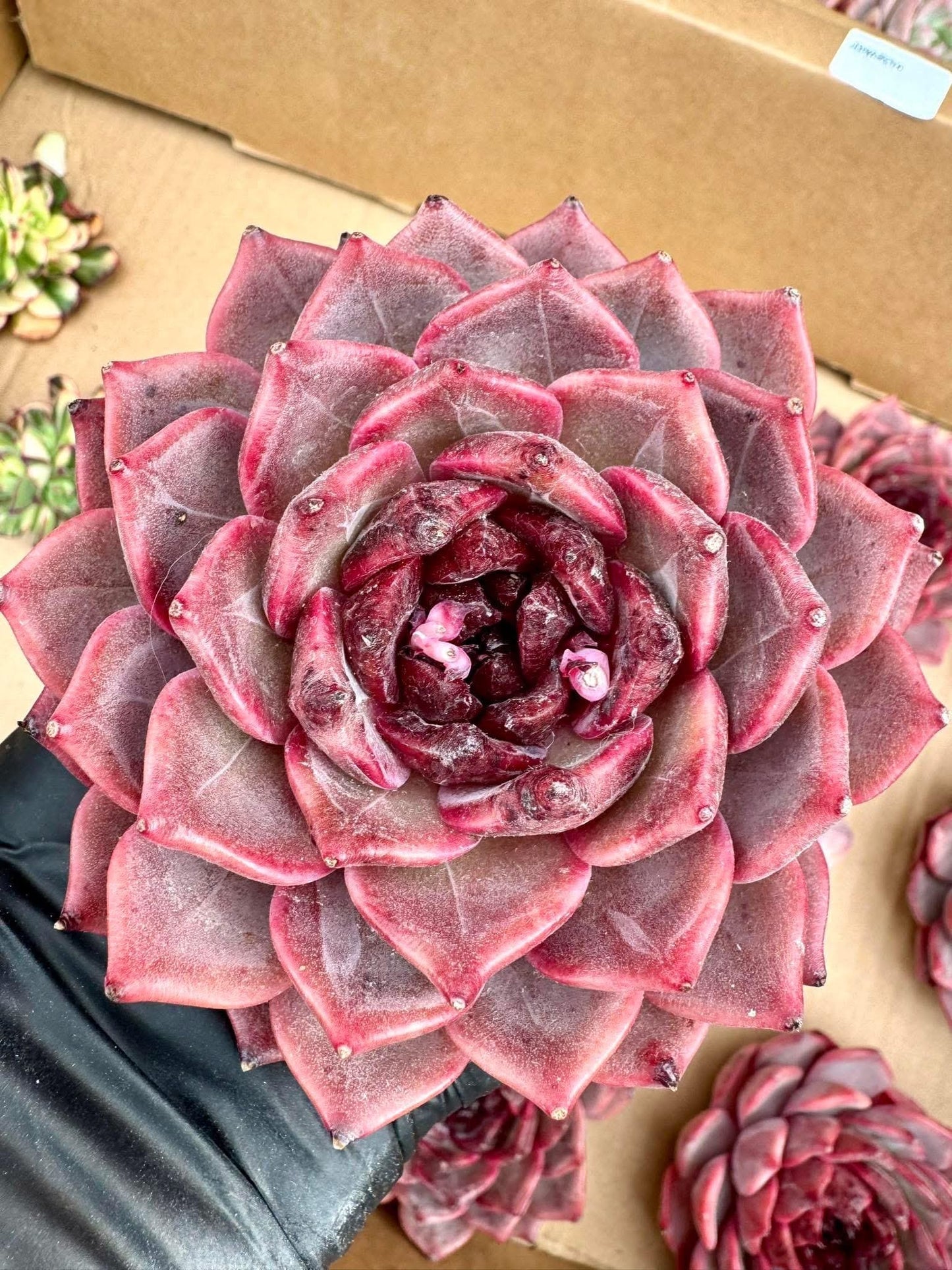 Echeveria Sakuragi | Rare Imported Succulent | Collector’s Succulent