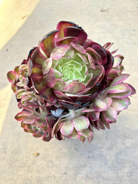 Aeonium Yunhe Variegated | Live Succulent Plant | Rare Imported Aeonium | Imported Plants