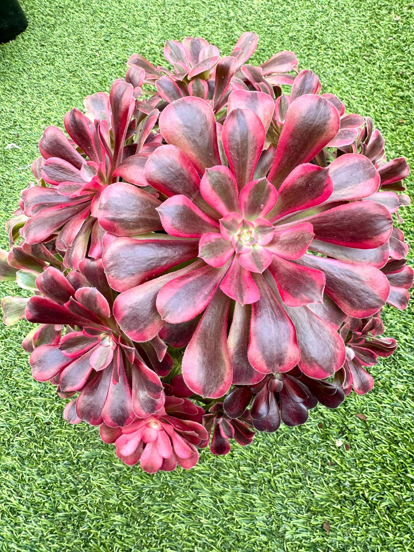 Variegated Aeonium Syren Variegated | Rare Imported Succulent | Collector’s Succulent