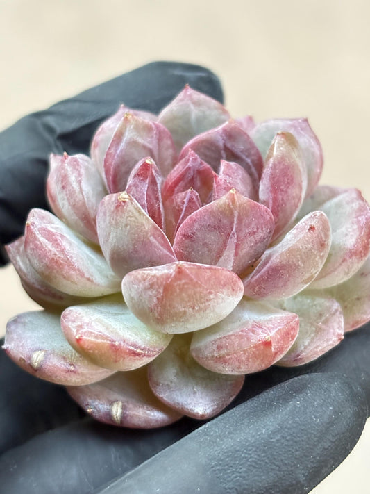 Echeveria Thea | Live Succulent Plant | Korean Succulent | Rare Imported Echeveria | Imported Plants