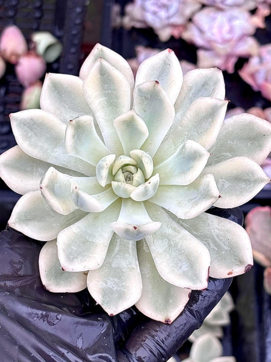 Variegated Echeveria Moon Fairy: Korean Live Succulent Plant (4")