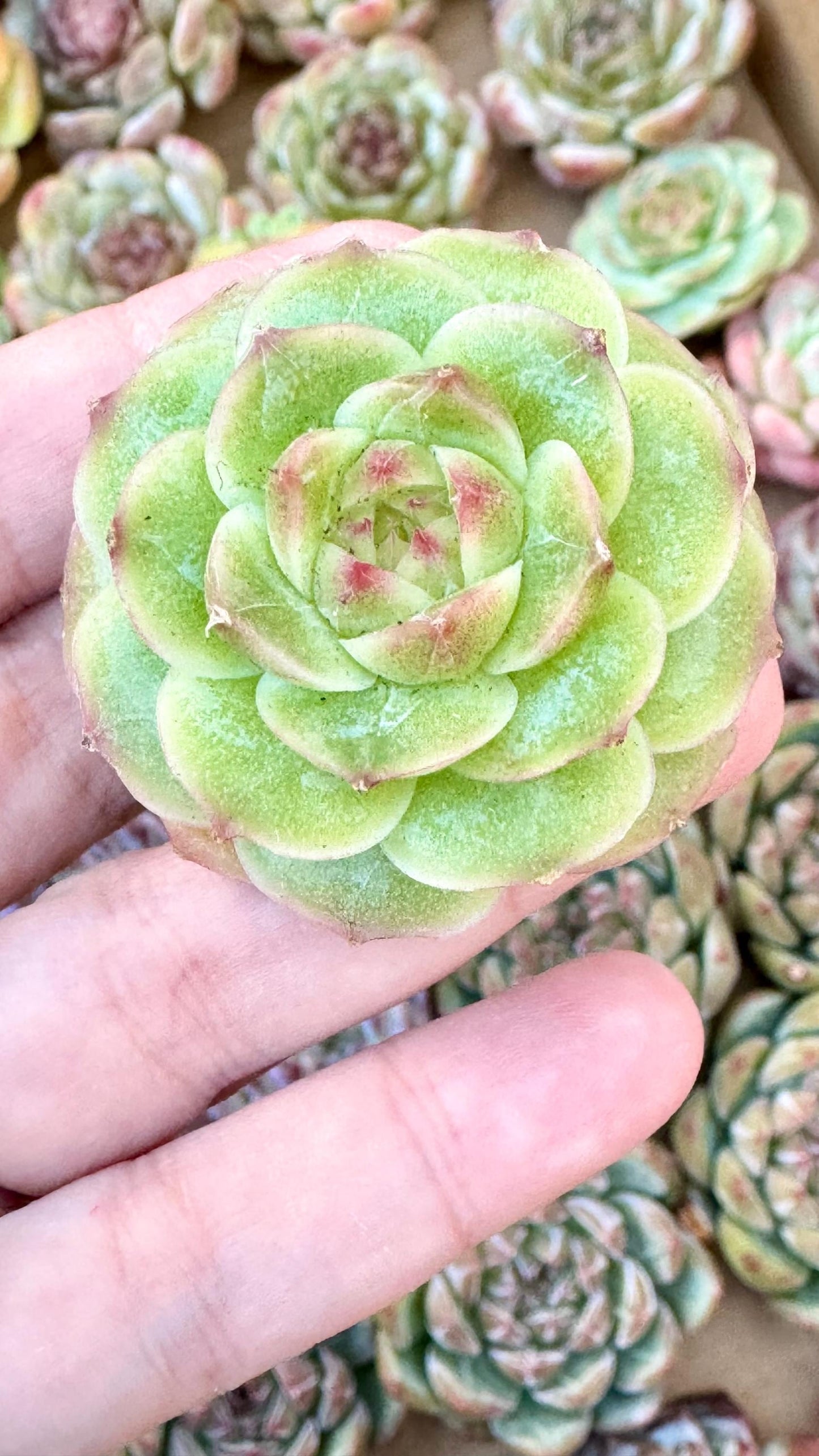 Echeveria Crystal Shrimp Dumpling | Rare Imported Succulent | Collector’s Succulent