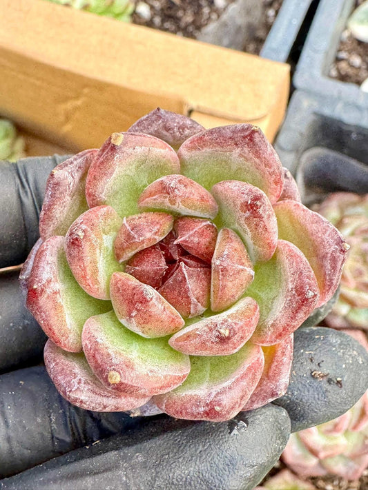Echeveria Black World | Live Succulent Plant | Korean Succulent | Variegated Pachyveria | Imported Plants | Echeveria Clusters