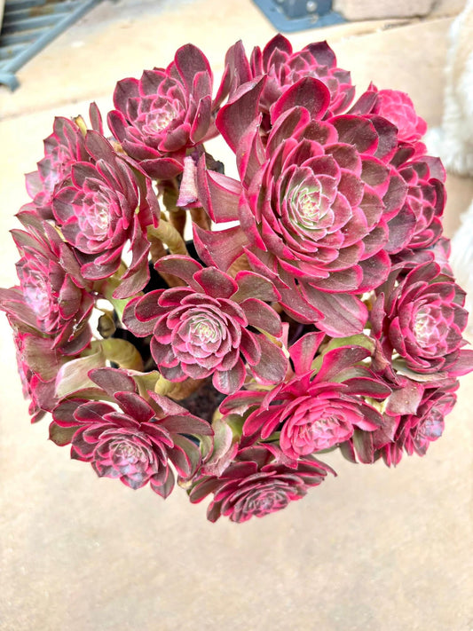 Aeonium Black Demon | Live Succulent Plant | Korean Succulent | Rare Imported Echeveria | Imported Plants