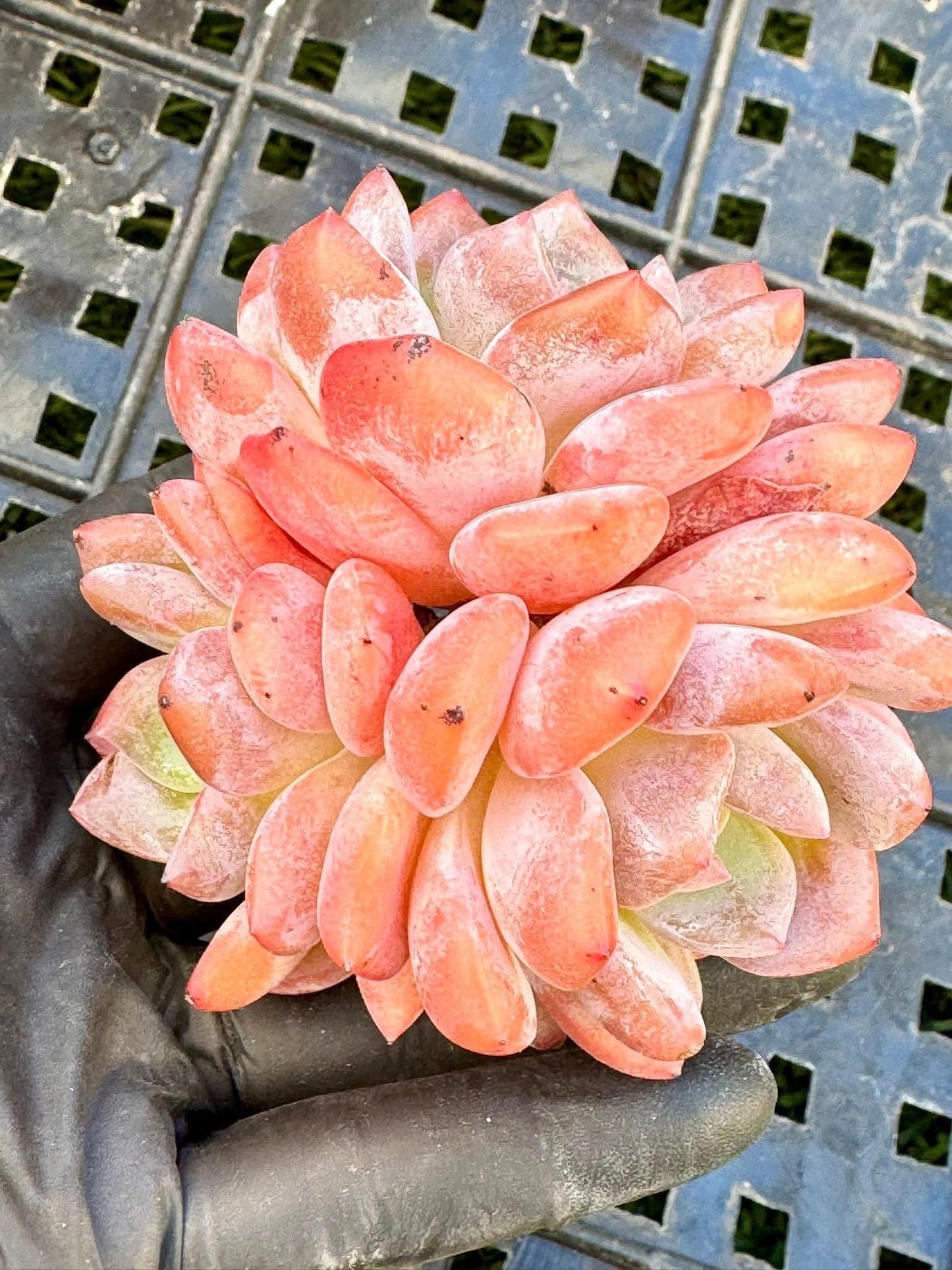 Echeveria Pink Snow Angel: Rare Korean Succulent Plant (~4.5")