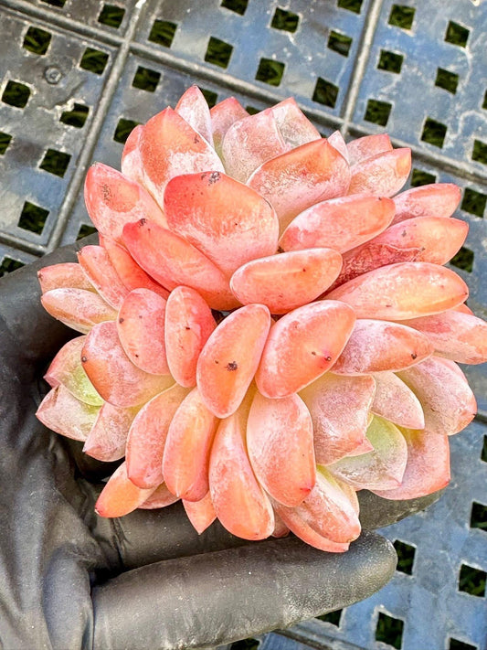 Echeveria Pink Snow Angel: Rare Korean Succulent Plant (~4.5")