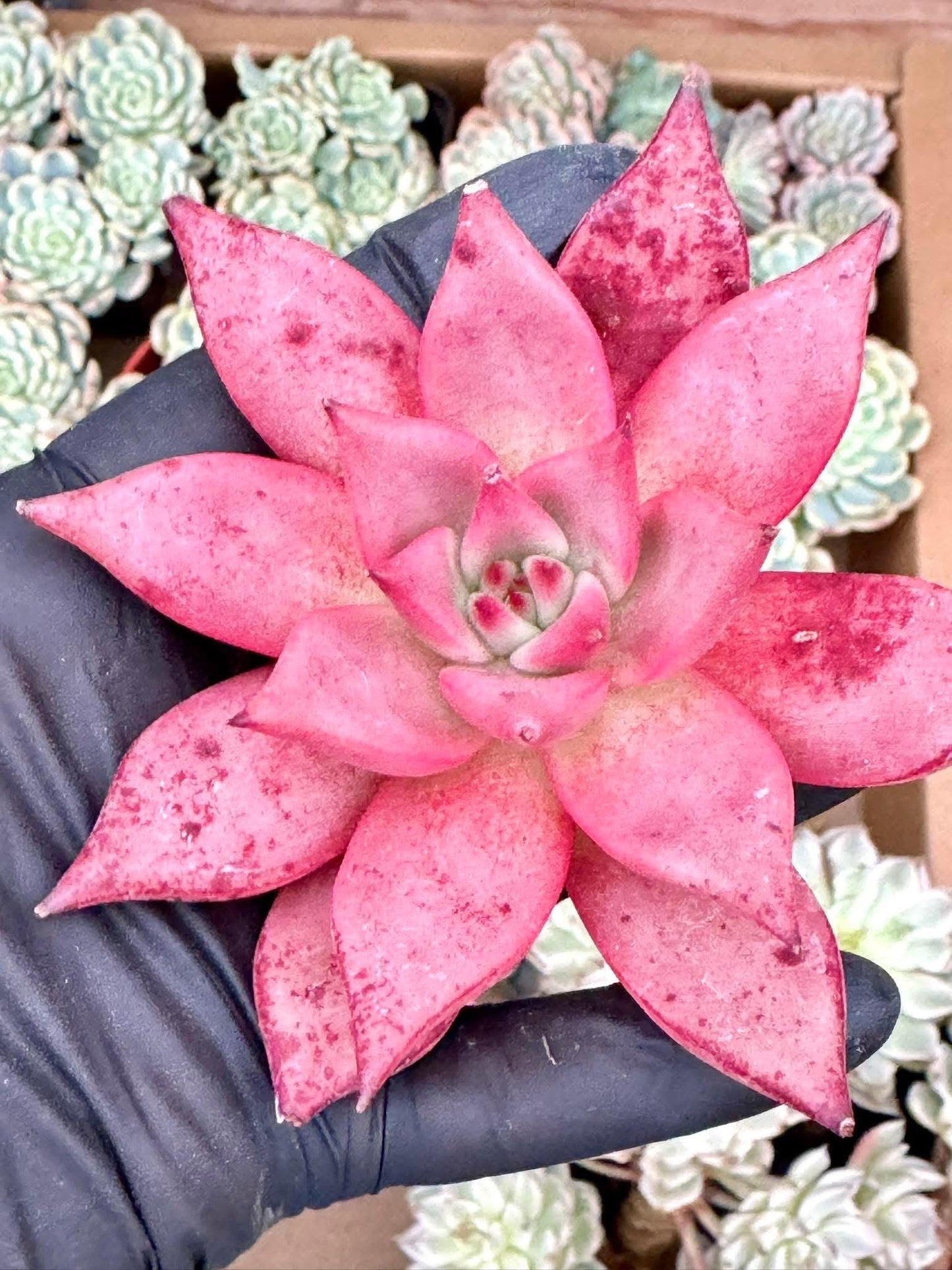 Echeveria Romeo Sanguinea | Live Succulent Plant | Korean Succulent | Rare Imported Echeveria | Imported Plants