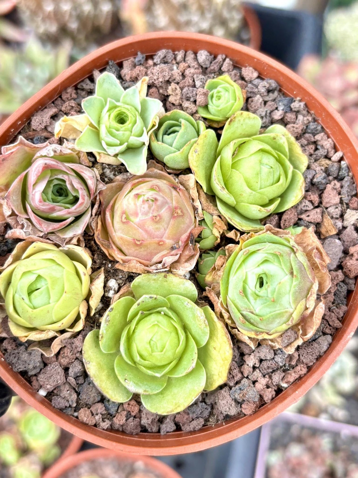 Greenovia Mix (7 Plants as shown) | Live Succulent Plant | Korean Succulent | Rare Imported Echeveria | Imported Plants