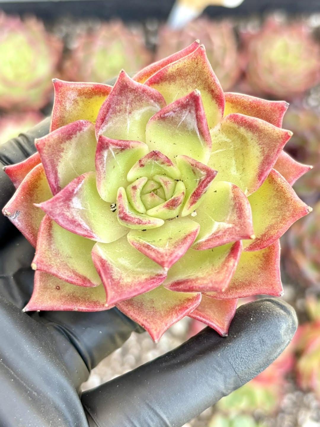 Echeveria Summer Beauty | Live Succulent Plant | Korean Succulent | Rare Imported Echeveria | Imported Plants