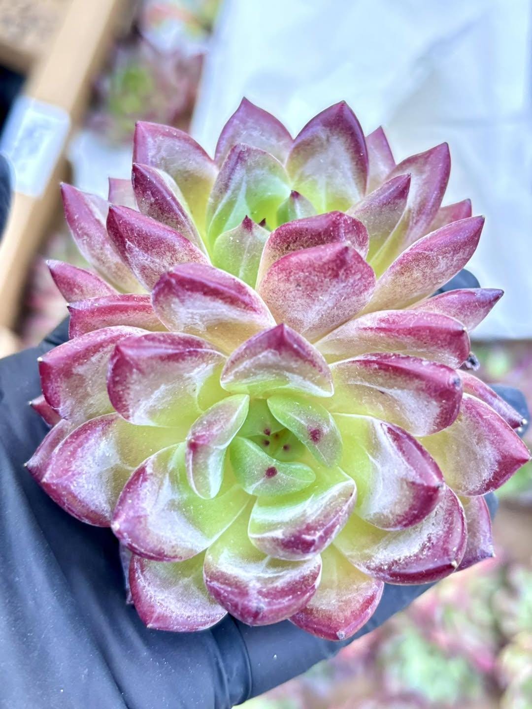 Echeveria Fragrant Snow Variegated | Live Succulent Plant | Korean Succulent | Rare Imported Echeveria | Imported Plants