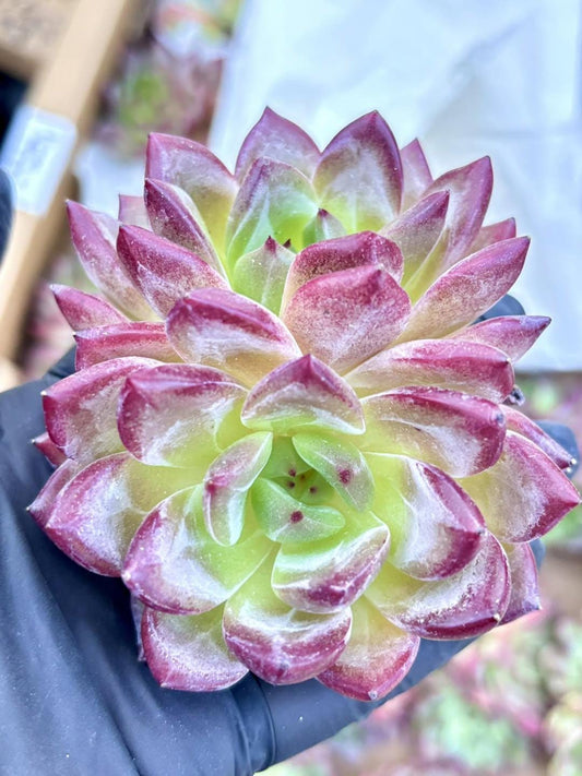 Echeveria Fragrant Snow Variegated | Live Succulent Plant | Korean Succulent | Rare Imported Echeveria | Imported Plants