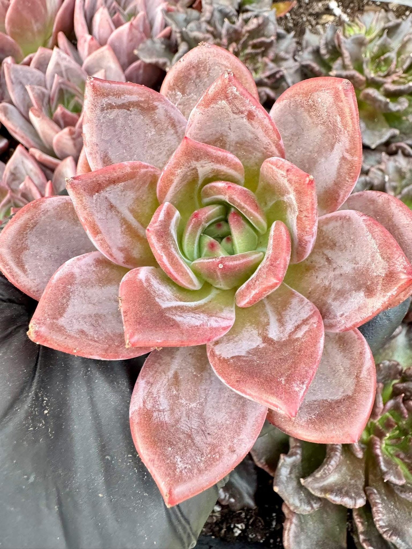 Echeveria Q Orange | Live Succulent Plant | Korean Succulent | Rare Imported Echeveria | Imported Plants