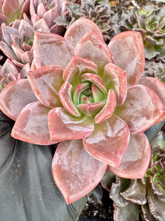 Echeveria Q Orange | Live Succulent Plant | Korean Succulent | Rare Imported Echeveria | Imported Plants