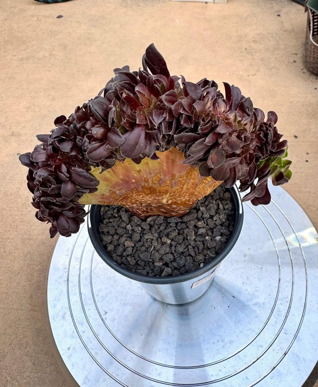 Aeonium Aurora Crested | Live Succulent Plant | Imported Succulent