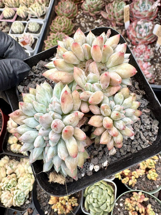 Pachyphytum Solomon Crested | Rare Imported Succulent | Collector’s Succulent