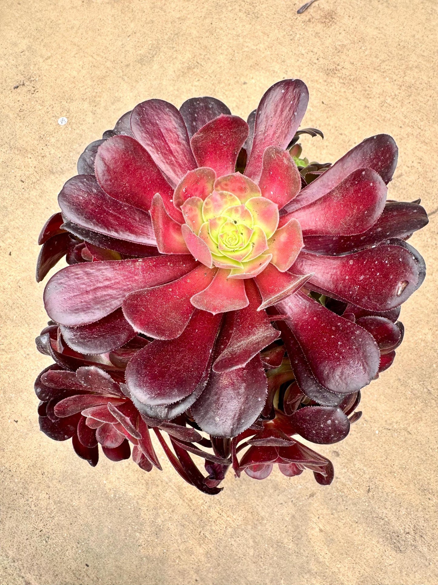 Aeonium Setting Sun Variegated | Live Succulent Plant | Korean Succulent | Rare Imported Aeonium | Imported Plants
