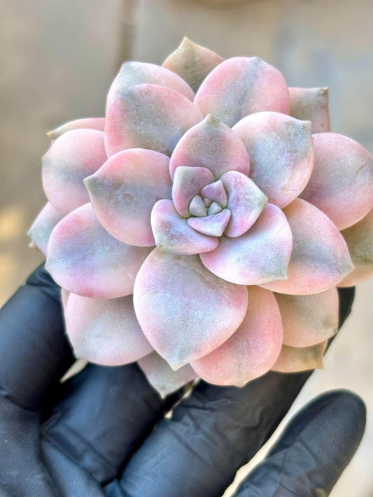 Echeveria Purple Delight Variegated | Live Succulent Plant | Korean Succulent | Variegated Echeveria | Imported Plants | Echeveria Clusters