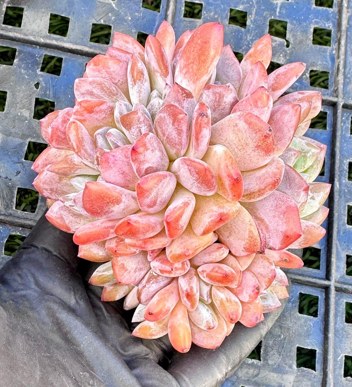 Echeveria Snow Angel Duo Duo Crested | Live Succulent Plant | Echeveria Cluster | Rare Imported Echeveria | Imported Plants