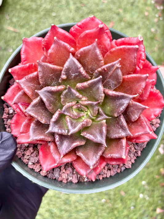 Echeveria Black Madiba | Live Succulent Plant | Korean Succulent | Variegated Echeveria | Imported Plants