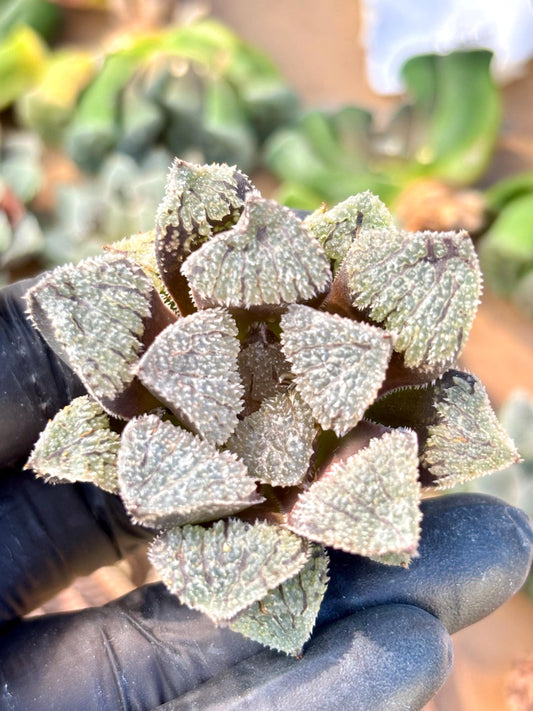 Haworthia Kumi | Live Succulent Plant | Imported Plants | Imported Haworthia